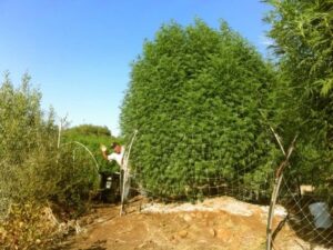 grow-giant-cannabis-plants