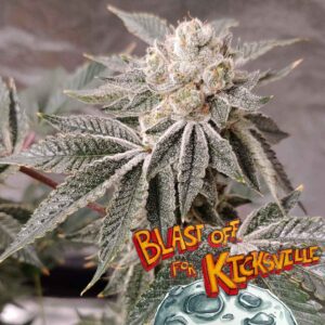 kicksville-strain-cannabis-seeds-canada