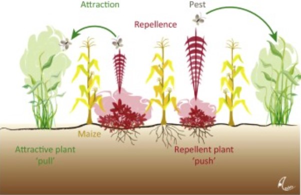 pest-control-plants