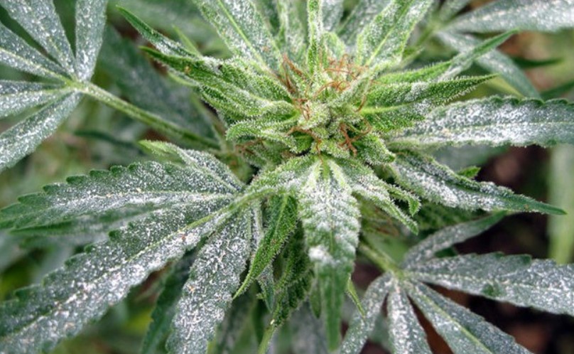 powdery-mildew-cannabis-problems-when-growing-cannabis