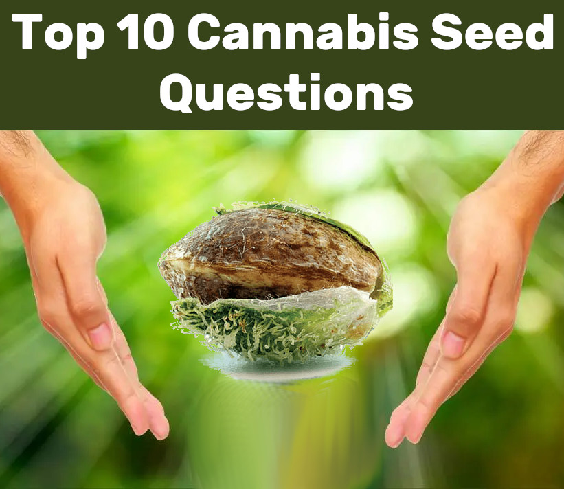 top-10-cannabis-seed-questions