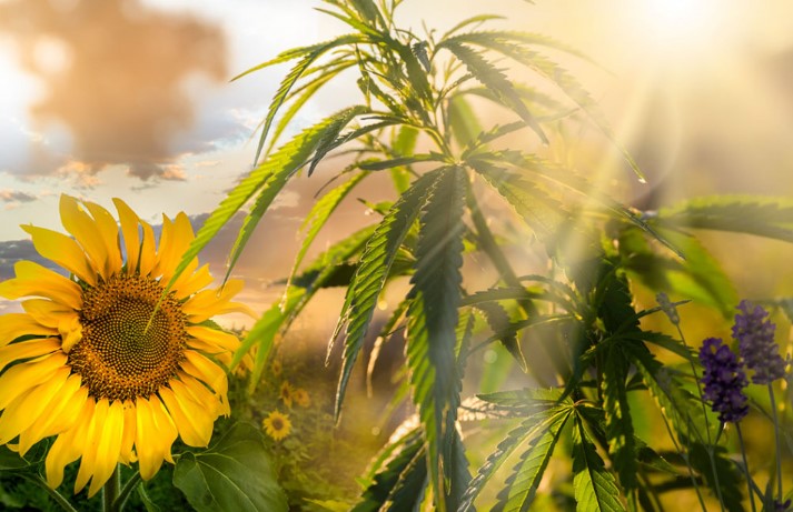 trap-cropping-cannabis-companion-plants
