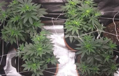 AUTOFLOWER WEEK BY WEEK - Dagga Seeds