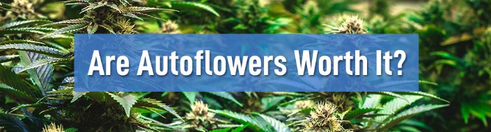 are-autoflowers-worth-growing-comercially