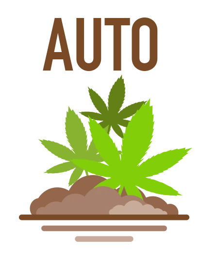 autoflower-cannabis-seeds