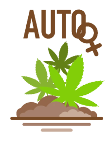 autoflower-cannabis-seeds-shop