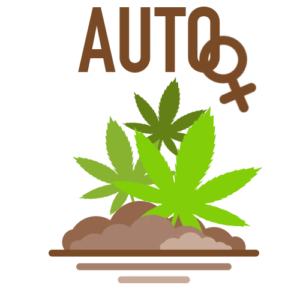 AutoFlower Marijuana Seeds