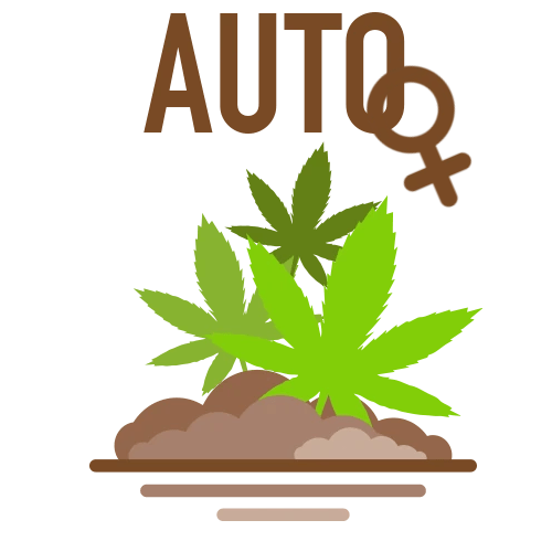 AutoFlower Marijuana Seeds