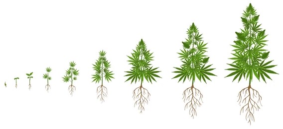 best-ph-tds-ec-for-cannabis-plants