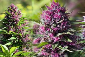 best-purps-weed-strains