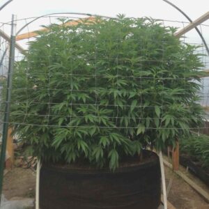 gorilla-glue-seeds-canada-outdoor-grow-4