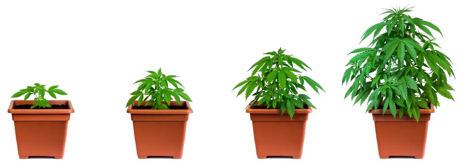 ph-tds-ec-cannabis-plant-stages