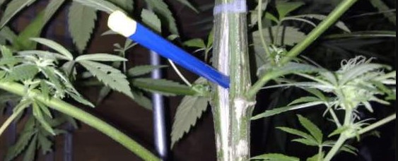 stem-splitting-cannabis-plants-to-increase-potency