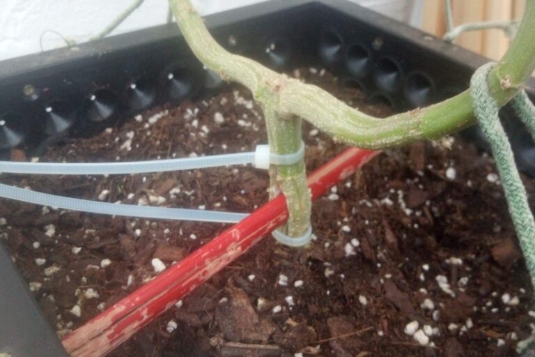 stem-splitting-cannabis-technique-and-questions