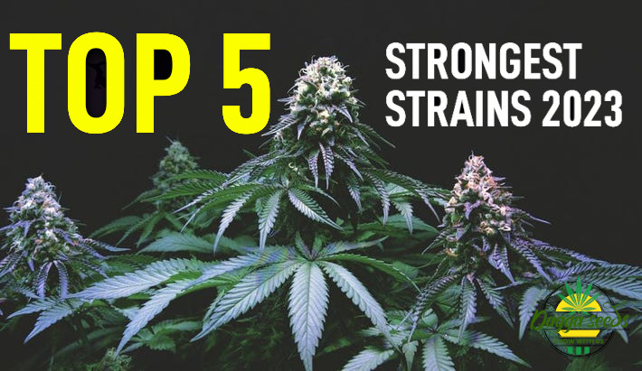 strongest-weed-strains-2023