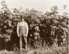 cannabis-history-canada