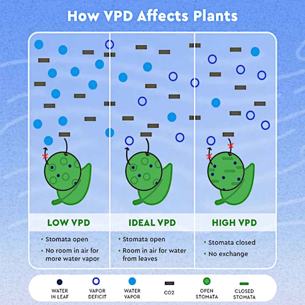 vpd-chart-vapor-pressure-deficit-cannabis