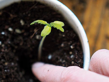 bury-cannabis-seedling-stretching-to-fix