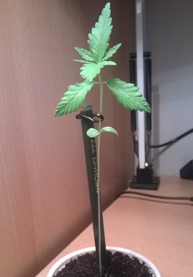 cannabis-seedling-stretching