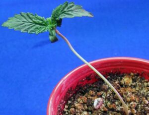 fixing-cannabis-seedling-stretching