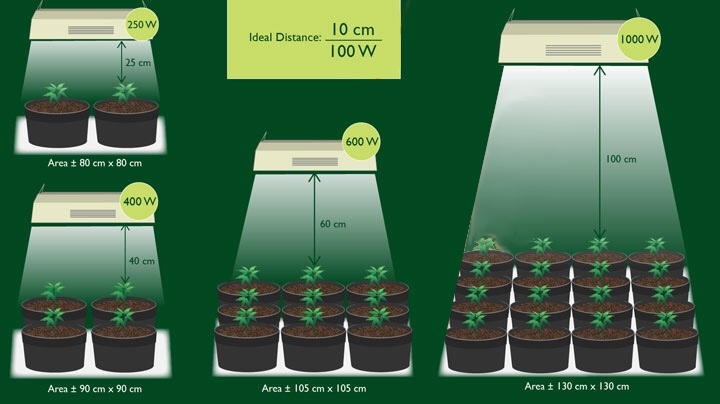 light-intensity-scale-for-cannabis-seedlings