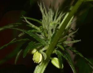 hermie-cannabis-plant-early-signs