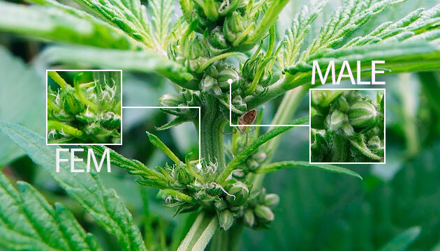 hermie-cannabis-plant