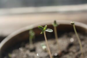 growing-marijuana-from-seeds