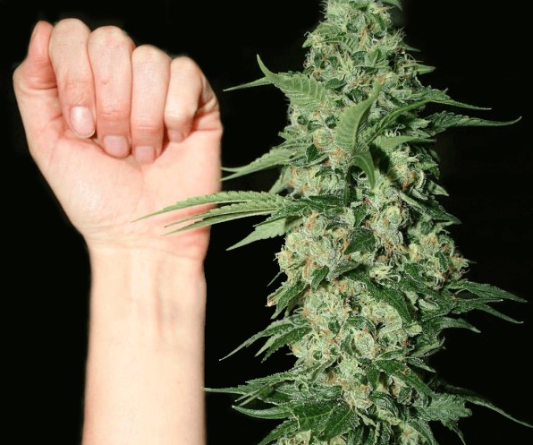bigger-buds-tips-for-fatter-buds-cannabis