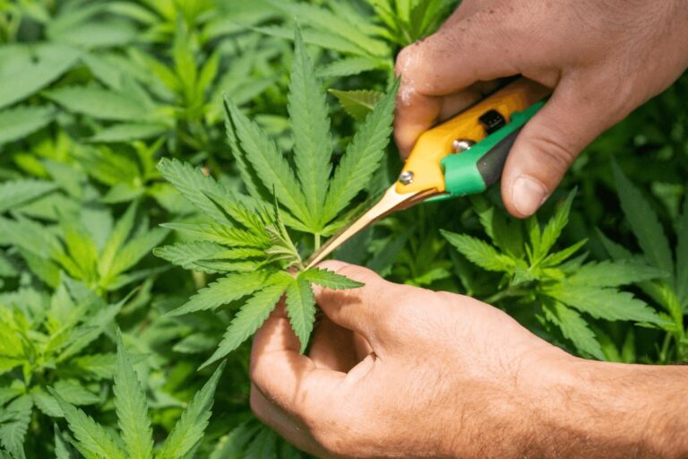 cannabis-training-techniques-explained-with-instructions