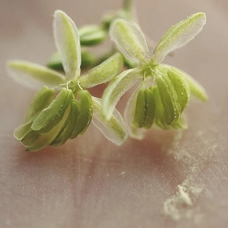 closeup-cannabis-pollen-for-breeding-f1-f2-f3-ibl-s1-bx-seeds