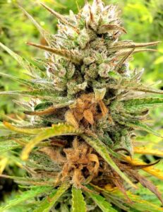 early-sign-bud-rot-botrytis-cannabis