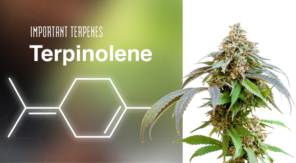 terpinolene-effects