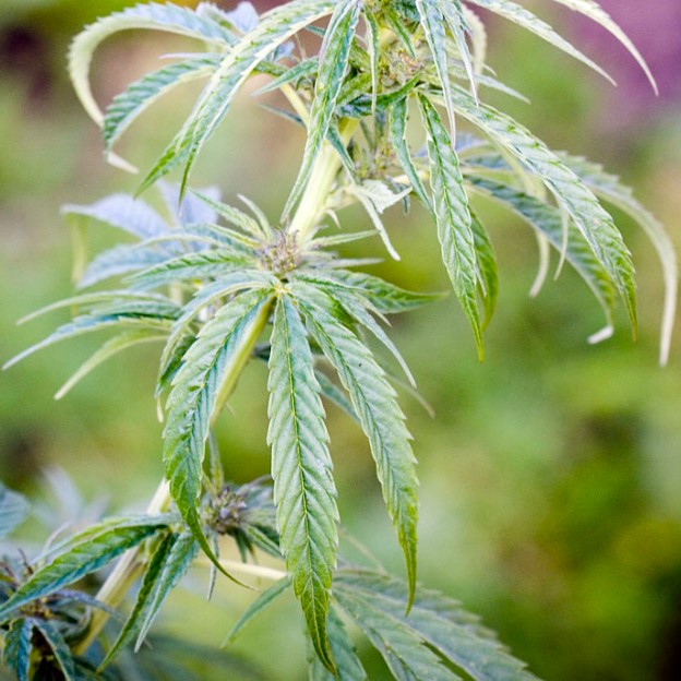 why-do-cannabis-leaves-sag-droop
