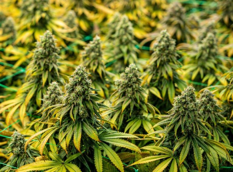 acapulco-gold-strain-close-up