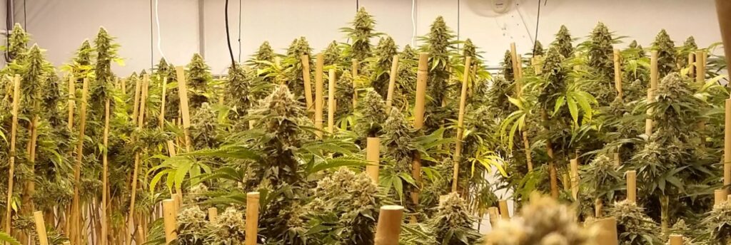 acapulco-gold-strain-indoor-grow-room