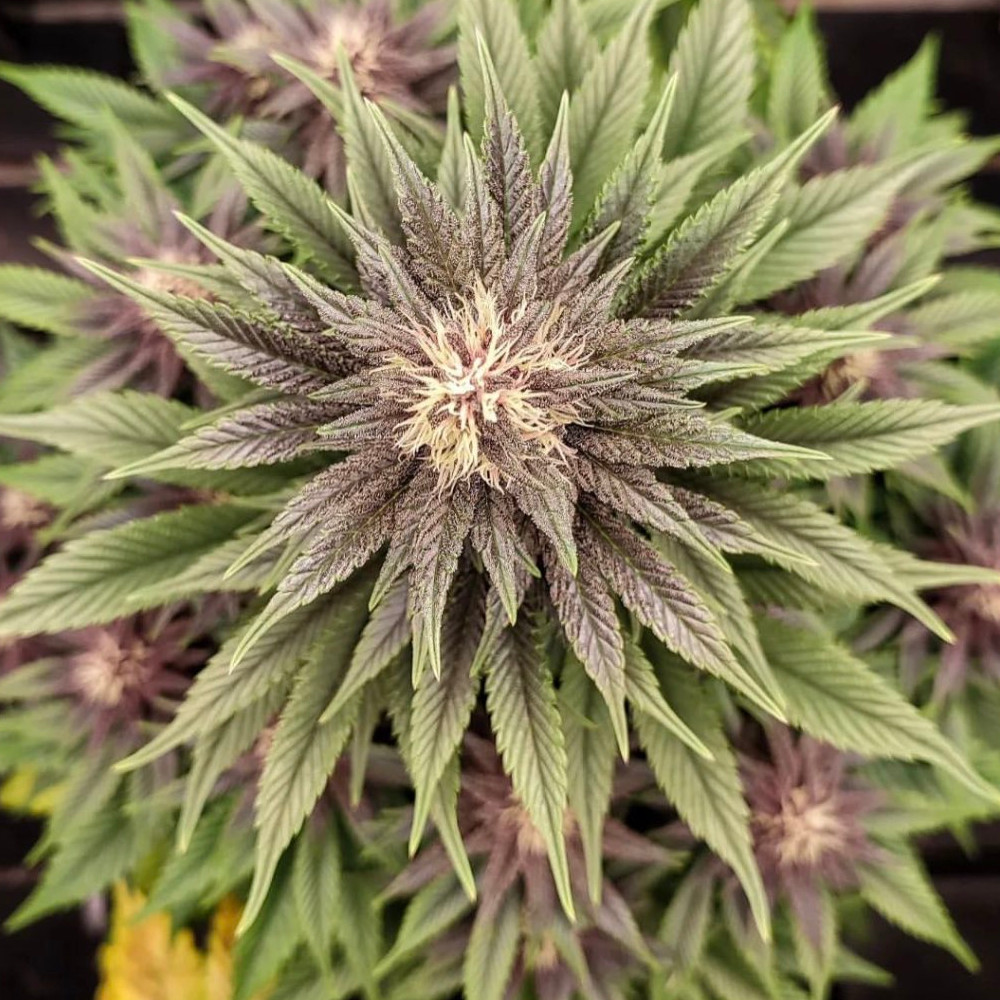 best-purple-strains-cannabis