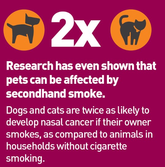 dangers-second-hand-smoke-cats-and-dogs