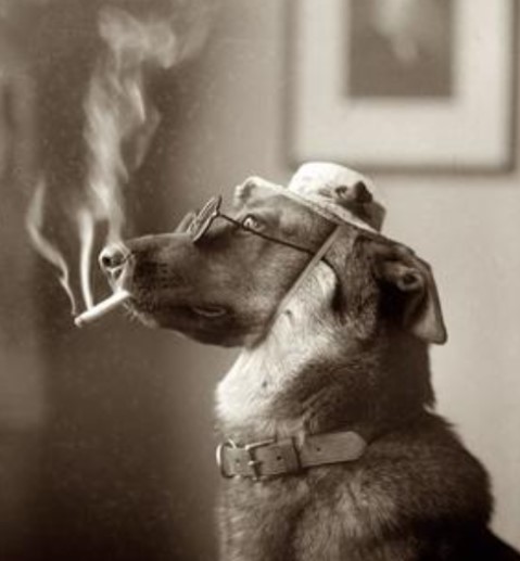 weed-smoke-affects-dogs