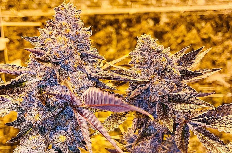 Ice Cream Cake Strain Dagga Seeds