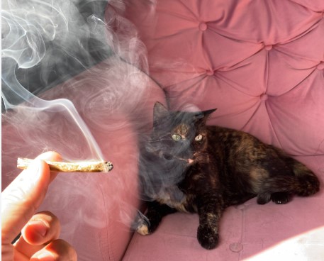 smoking-weed-beside-cat
