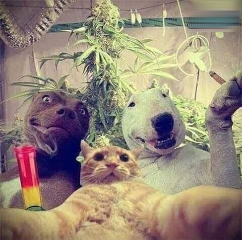 weed-smoke-harmful-to-cats-and-dogs