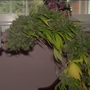 large-buds-when-grown-indoors