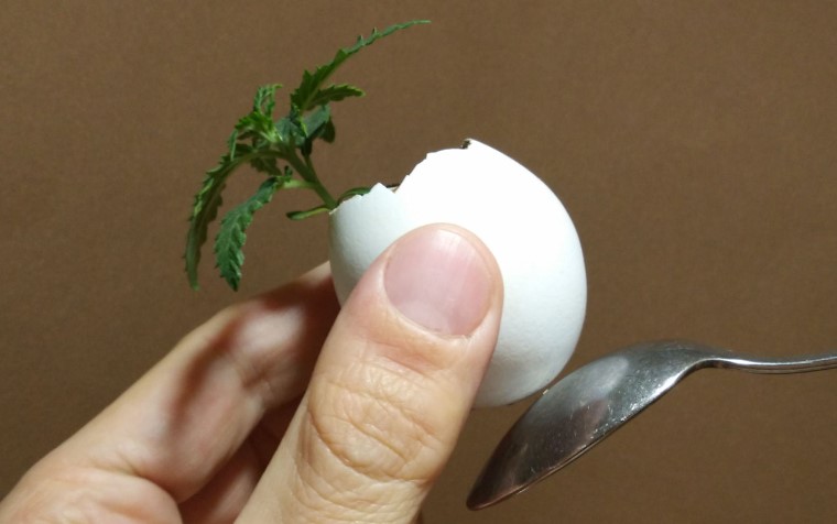 growing-weed-with-eggshells