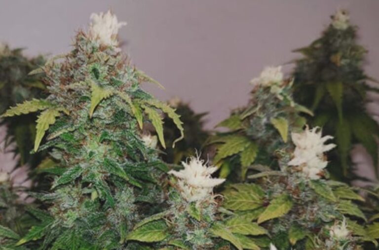 light-burn-cannabis-flowering-stage-bleaching