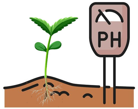 ph-levels-in-cannabis-soil-measurement-guide