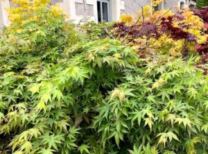 plants-that-look-like-cannabis-japanese-maple