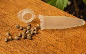 storing-cannabis-seeds-long-term-container-size