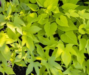 sweet-potato-vine-looks-like-cannabis-leaves