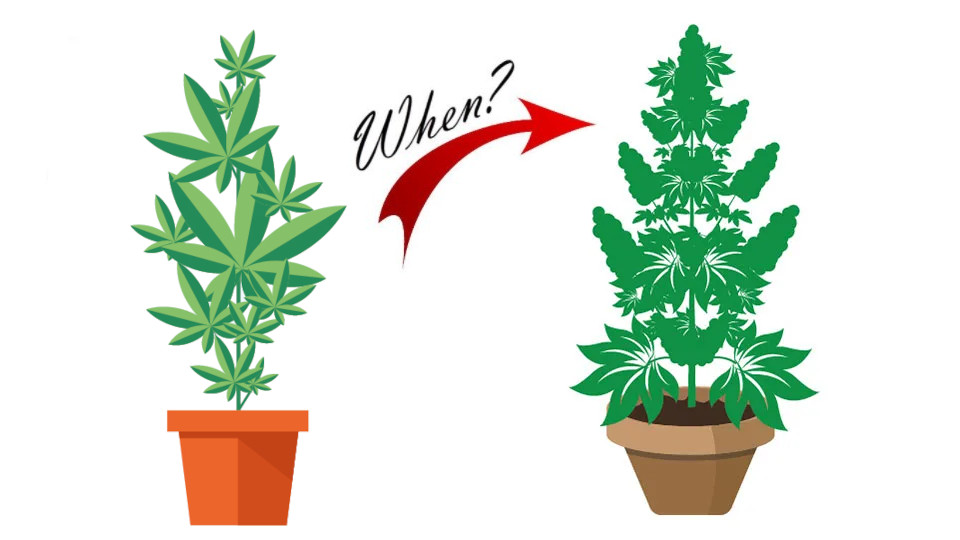 when-to-flip-to-flower-cannabis
